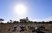 Des moutons paissent dans la région de Duri, en Nouvelle-Galles du Sud, où sévit une implacable sécheresse, le 7 août 2018
