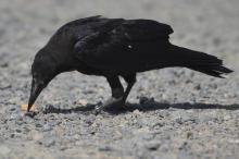 Un corbeau dressé à ramasser les mégots au parc de loisirs du Puy-du-Fou le 14 août 2018
