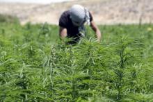 Un homme cultive un champ de cannabis dans le village d'El Yammouneh dans la plaine de la Bekaa dans l'est du Liban, le 23 juillet 2018