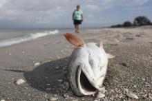 Un poisson échoué sur la plage, à Captiva, en Floride, le 1er août 2018