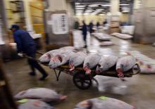 Les marchands de thon sont obligés de ruser pour garder leur marchandise au frais dans l'espace de vente aux enchères du vieux marché aux poisson de Tzsukiji à Tokyo