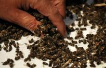 Les pesticides néonicotinoïdes tuent les abeilles