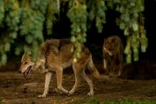 Un loup au zoo de la Bourbansais à Pleugueneuc dans le nord-ouest de la France le 15 juillet 2015