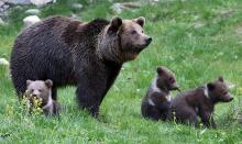 Portée d'ours dans le parc d'Aran, dans les Pyrénées espagnoles en 2016