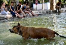 Un chien se rafraîchit dans le bassin d'une fontaine, le 2 août 2018 à Montpellier, lors d'un épisode de canicule