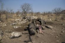 La carcasse d'un rhinocéros blanc abattu par des braconniers pour récupérer ses cornes, dans le parc national Kruger, en Afrique du Sud, le 21 août 2018.