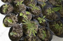 Des plants de cannabis photographiés dans une serre en Uruguay le 23 août 2018.
