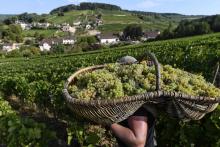 Vendanges à Pernand-Vergelesses, en Bourgogne, le 5 septembre 2018. Le raisin y est récolté à l'aide de grands paniers en osier