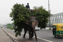 Heera, l'un des six derniers éléphants de rue, le 3 septembre 2018 à New Delhi