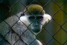 Un singe enfermé dans un enclos.
