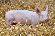 Après deux cas de peste porcine africaine sur des sangliers en Belgique, les autorités françaises demandent "une mobilisation immédiate pour protéger (les) élevages" porcins, menacés par un virus cont