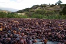 Des grappes de raisin sèchent à même le sol dans le village de Monagri, dans les monts du Troodos à Chypre (sud), en vue de la production du vin Commandaria, le 14 septembre 2018