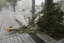 Une branche cassée au moment de l'arrivée du typhon Trami, à Naha, sur l'île d'Okinawa au Japon, le 29 septembre 2018
