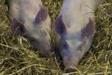 Les éleveurs de porcs français ont été reçus au ministère de l'Agriculture, qui leur a exposé son plan de bataille contre la peste porcine africaine