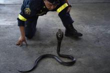 Le pompier Sutaphong Suepchai face à un cobra lors d'un exercice à Bangkok, le 15 juin 2018