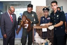 Photo transmise par les douanes malaisiennes le 24 septembre 2018 montrant un bébé orang-outan saisi dans un bateau au large de la Malaisie, présenté lors d'une conférence de presse