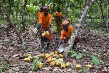Des cabosses de cacao récoltées à la coopérative de Yakassé-Attobrou, le 28 août 2018 en Côte d'Ivoire