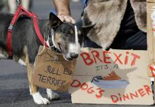 Des propriétaires de chiens et leur animaux domestiques ont manifesté le 7 octobre 2018 à Londres contre le Brexit