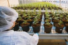 Des dizaines de plants de cannabis à Lincoln, dans la province canadienne de l'Ontario, le 12 octobre 2018. Mercredi 17 octobre, le cannabis à usage récréatif sera légalisé dans le pays