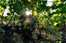La production mondiale de vin va connaître un rebond spectaculaire en 2018
