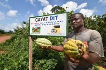 Un producteur de cacao de la coopérative agricole Cayat, dans une plantation certifiée commerce équitable, à Adzopé, en Côte d'Ivoire, le 28 août 2018