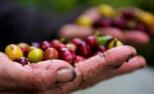 Une paysanne colombienne Deisy Mireya ramasse du café à Viota en Colombie le 7 mai 2018