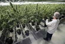 Le Canada deviendra mercredi le deuxième pays au monde à légaliser le cannabis récréatif, cinq ans après l'Uruguay