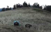 Capture de vidéo de l'Office national de la chasse et de la faune sauvage (ONCFS) montrant la réintroduction d'une femelle ours dans les montagnes du Béarn, le 5 octobre 2018