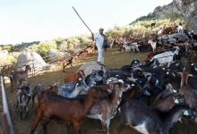 Le chèvrier portugais Fernando Moura, 49 ans, mène son troupeau de chèvres "sapeurs" pour débroussailler le massif Serra da Estrela, le 21 septembre 2018