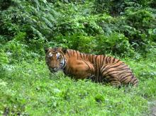 Un tigre du Bengale, dans le parc national de Kaziranga, dans l'État indien d'Assam, le 21 décembre 2014