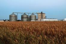 Un champ de maïs touché par la sécheresse, avec au fond l'usine d'éthanol de Lincolnland Agri-Energy, le 25 juillet 2012 à Palestine (Illinois, nord des États-Unis).