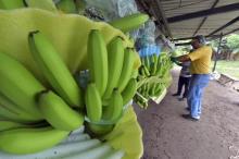 Plantation de bananes à Chobo (Equateur), le 13 janvier 2016