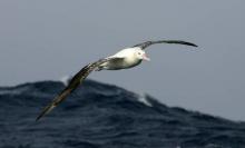 Un albatros en vol, le 1er juillet 2007 sur l'archipel du Crozet
