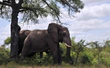 Deux éléphants au parc Kruger, en Afrique du Sud, le 6 février 2013