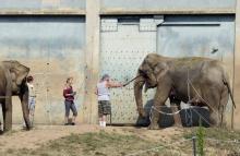 Les dompteurs du cirque Pinder nourissent deux éléphants le 11 juillet 2013, au zoo du "Parc de la T