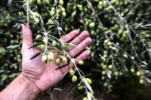 Un fermier de Chypre montre ses olives cultivées sur la base militaire britannique d'Akrotiri, le 9 octobre 2018