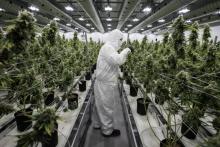 Un employé s'occupe de plants de cannabis à des fins médicales, le 5 décembre 2016 à Smiths Falls au Canada