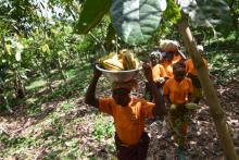 Productrices de cacao dans une coopérative agricole certifiée commerce équitable à Adzopé en Côte d'Ivoire, le 28 août 2018