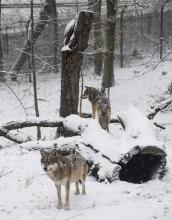 en Suède, une affaire de braconnage par un baron du bois réveille une guerre de territoire déjà ancienne entre l'homme et le loup