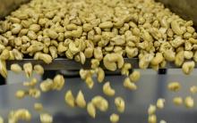 Le gouvernement tanzanien espère une récolte de 220.000 tonnes de noix de cajou cette année