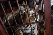 Un tigre de Sibérie dans une cage d'un cirque chinois à Dongguan, le 30 mai 2018