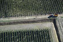 Une vue aérienne prise le 24 septembre durant la récolte d'un vignoble de Saint-Emilion