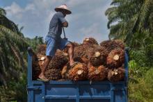 Les entreprises en Malaisie et en Indonésie, qui dominent la production mondiale d'huile de palme, sont fréquemment accusées de déforestation