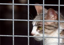 Un chat est photographié, le 16 octobre 2007 au refuge de la SPA (Société protectrice des animaux) à Gennevilliers.
