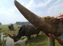 Une corne de rhinocéros exhibée ici au parc zoologique de Cerza, le 4 juillet 2006 à Hermival-les-Vaux.