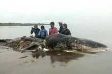 Le corps d'un cachalot mort avec 6 kg de matières plastiques dans le ventre, échoué le 19 novembre 2018 sur une côte d'Indonésie