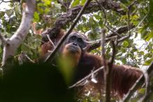 Un orang-outan de Tanapuli photographié par le Sumatran Orangutan Conservation Programme (SOCP) le 11 août 2018 sur l'île de Sumatra (Indonésie).