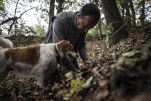 Giovanni Monchiero entraîne le chien Rocky à trouver des truffes, le 24 octobre 2018 à Roddi, en Italie