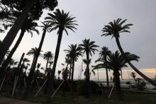 Il est déjà trop tard pour sauver tous les palmiers de la Côte d'Azur et du pourtour méditerranéen, estime l'Agence de sécurité sanitaire