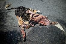 Une peau de vache en décomposition sur une route près de San Silvestre, au Venezuela, le 28 novembre 2018